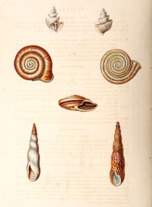 conchology-or-the-natural-history-of-shells-stunning-19th-century-illustrations-from-the-worlds-first-pictorial-encyclopedia-of-mollusks