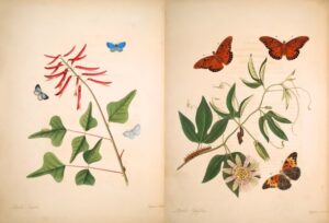 rare-butterflies-and-unsung-pollinators-gorgeous-18th-century-drawings-by-the-first-artist-and-naturalist-to-depict-the-wing-borne-beauty-of-the-new-world
