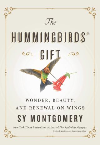 between-science-and-magic-how-hummingbirds-hover-at-the-edge-of-the-possible