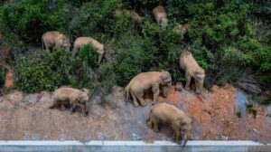 fifteen-elephants-are-making-a-mysterious-year-plus-march-through-china-cnet