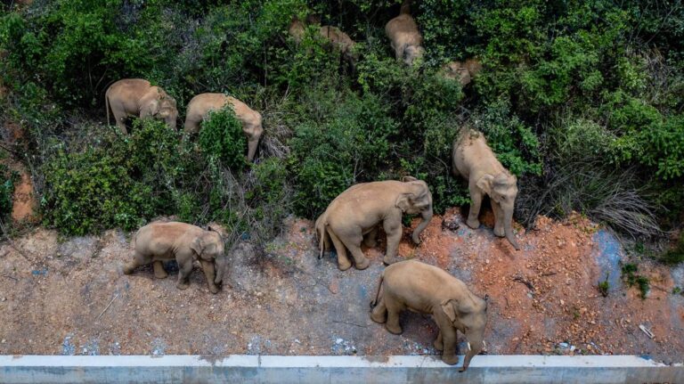 fifteen-elephants-are-making-a-mysterious-year-plus-march-through-china-cnet
