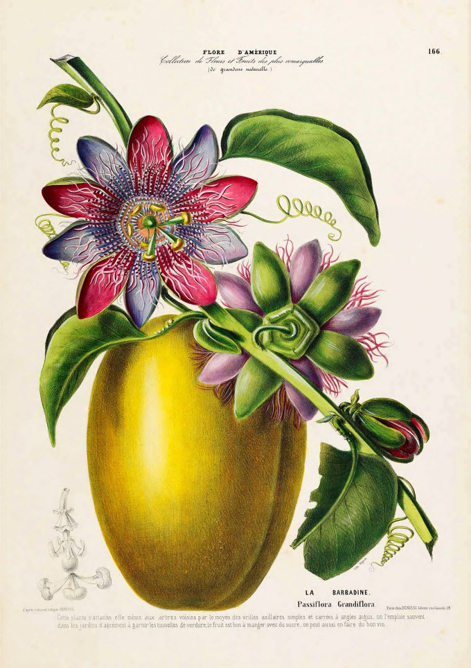 from-cacao-to-clitoria-luscious-19th-century-french-botanical-illustrations-of-the-most-vibrant-flora-of-the-americas