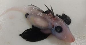 see-a-very-rare-and-bizarre-looking-baby-ghost-shark-cnet