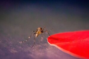 you-might-be-able-to-hide-from-mosquitoes-by-avoiding-the-color-red-cnet