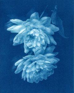 haunting-cyanotype-portraits-of-flowers-by-artist-rosalind-hobley