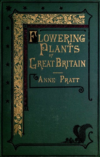 anne-pratts-flowers-ferns-quiet-ferocity-how-a-middle-aged-victorian-woman-became-one-of-the-great-masters-of-scientific-illustration