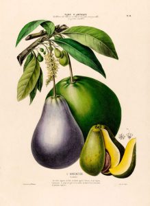 chance-choice-and-the-avocado-the-strange-evolutionary-and-creative-history-of-earths-most-nutritious-fruit
