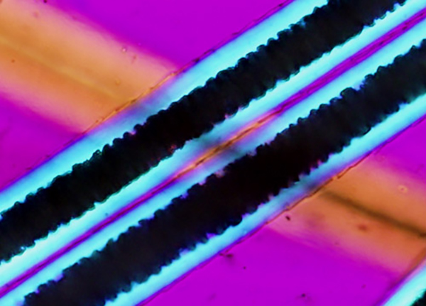Mesmerizing Microphotography of the Hairs of Different Animals Under Polarized Light